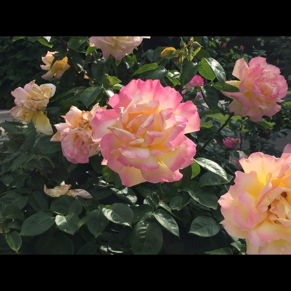 Meet your Posher, Cindy